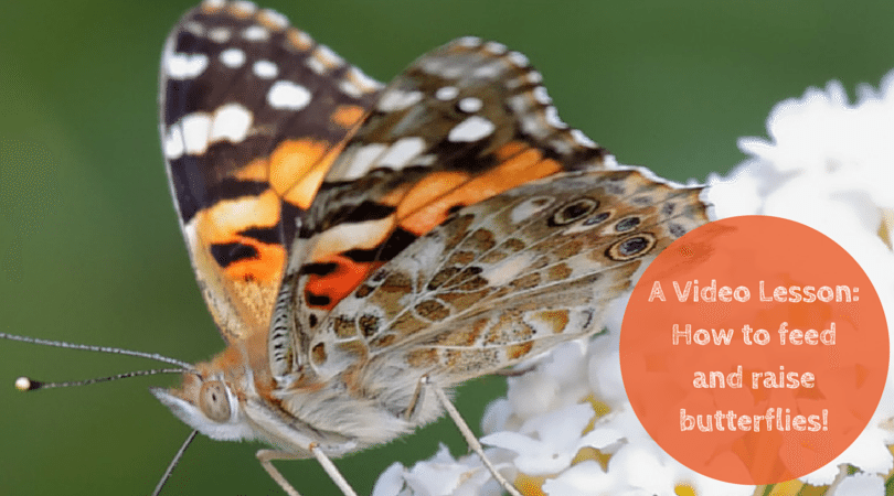 A Video Lesson-how to Feed, Raise, and Care for your Butterflies!