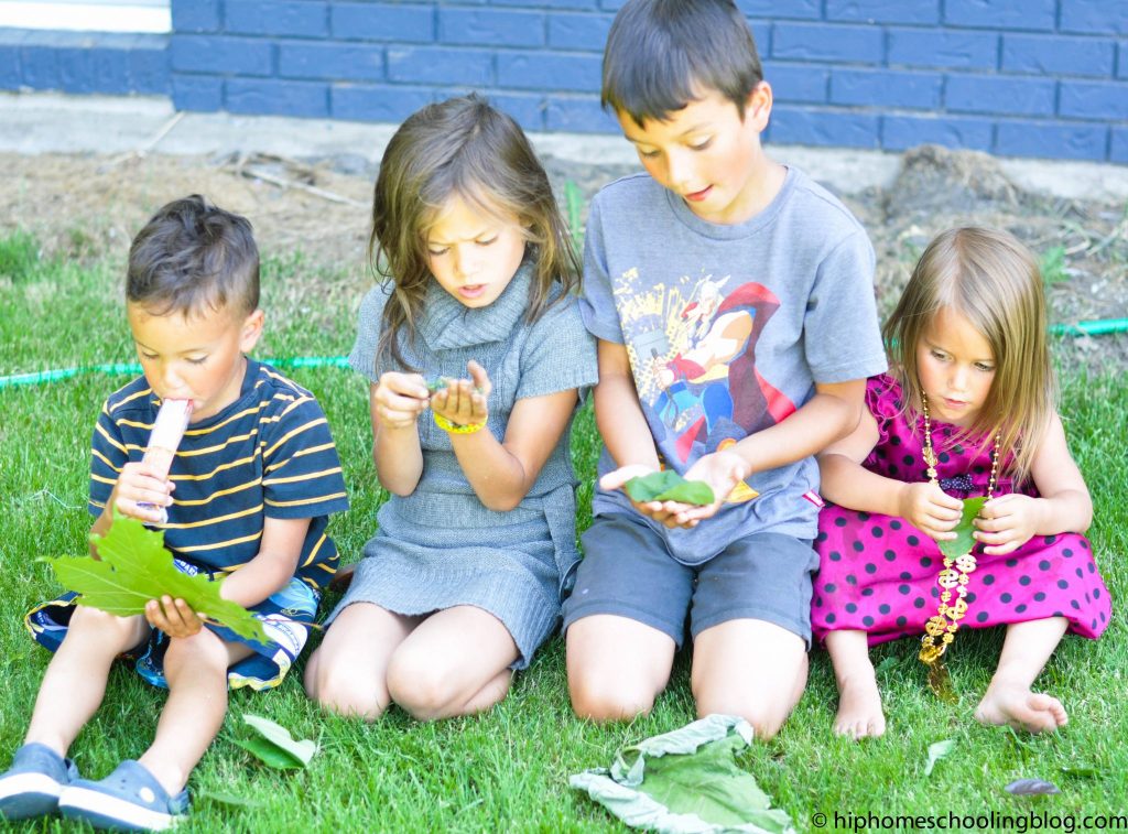 Comparing Leaves with Nancy Larson Science Curriculum