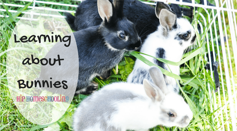 Learning about bunnies