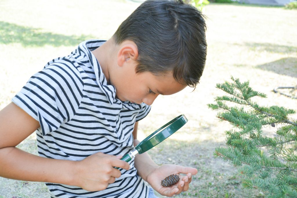 The Best Charlotte Mason Science Curriculum: Join us for our year-long nature study!