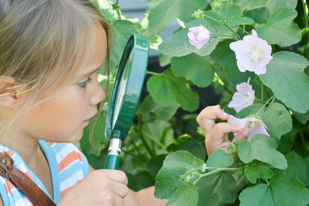 The Best Charlotte Mason Science Curriculum: Join us for our year-long nature study!